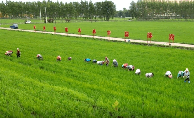 超采会【展商推荐】健康、营养好大米：吉林省喜稻美嘉农业 欧盟标准种植基地